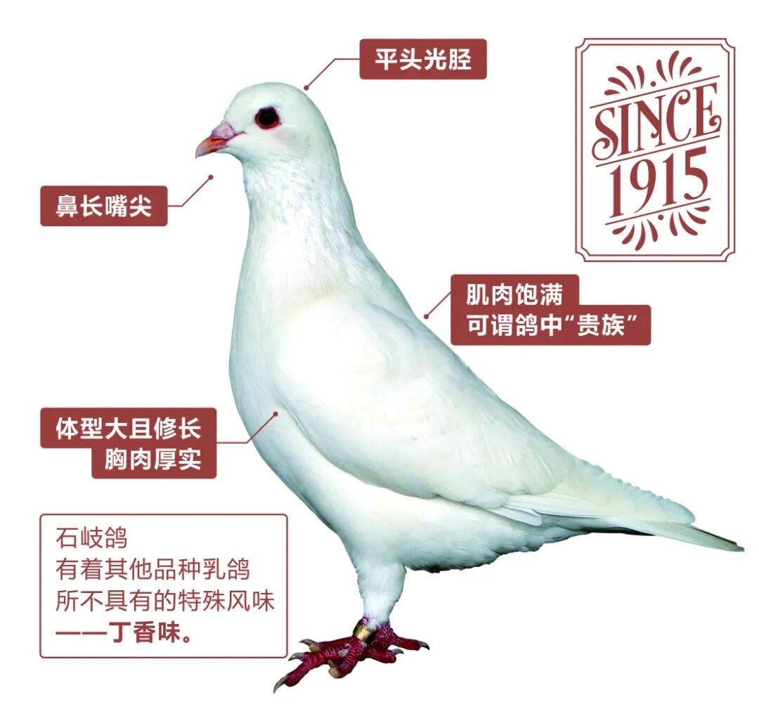 石岐鸽特征(图片来源:中山市农业农村局).jpg